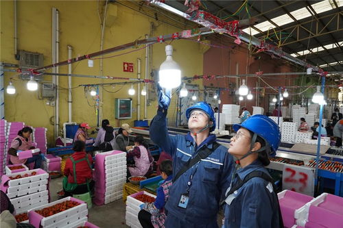 廣西全力確保 南菜園 可靠用電 保障 南菜北運